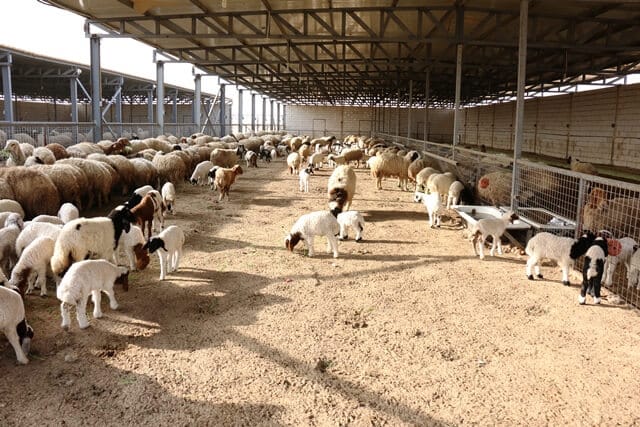 هناجر جدة